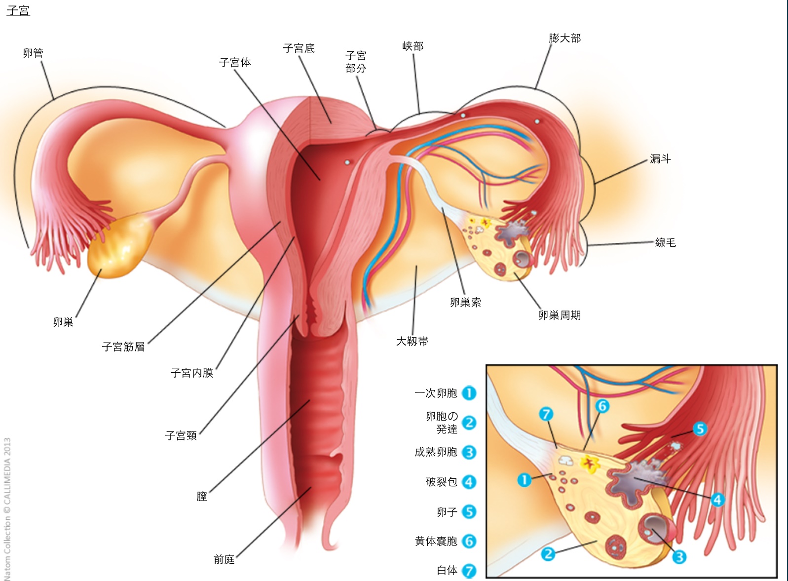 卵巣ホルモンと黄体ホルモンの役割
